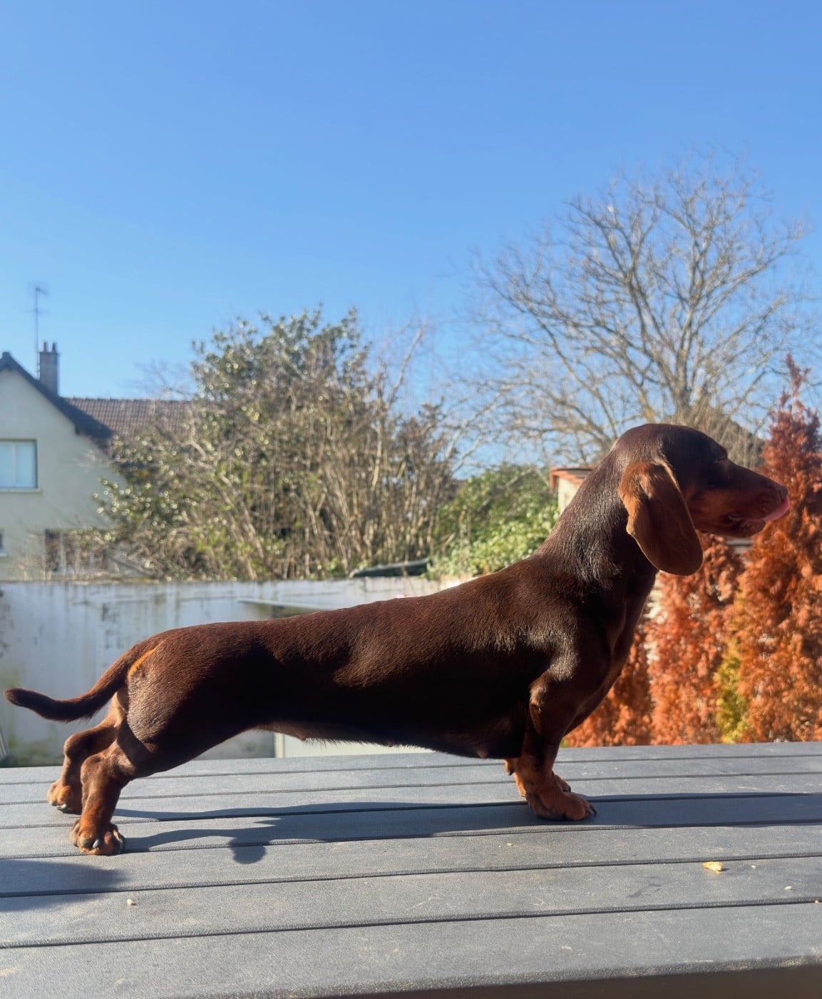 Victoria Le Royaume Des Minus Enchante