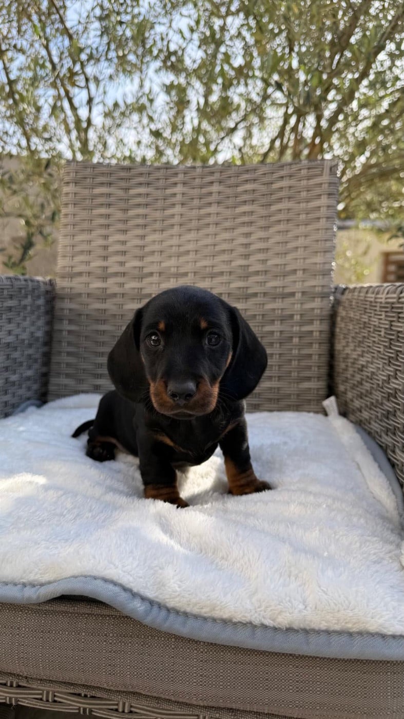 Teckel poil ras - Red Millions