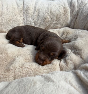 Les chiots de Teckel poil ras