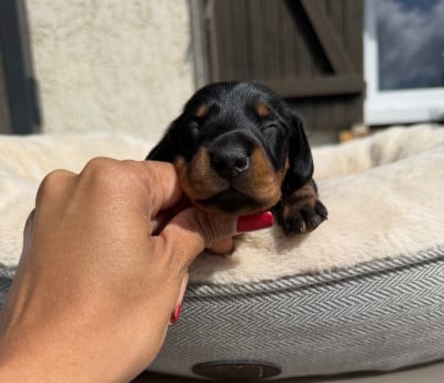 Les chiots de Teckel poil ras