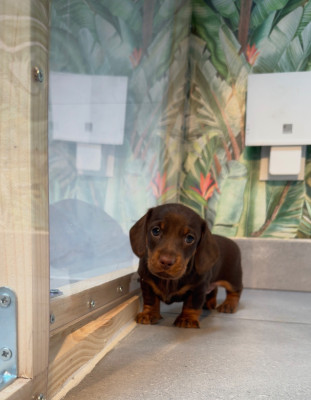 Les chiots de Teckel poil ras