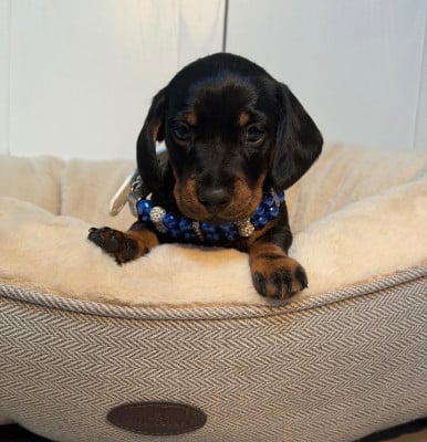 Les chiots de Teckel poil ras