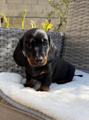 Les chiots de Teckel poil ras