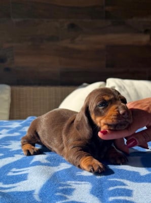 Les chiots de Teckel poil ras