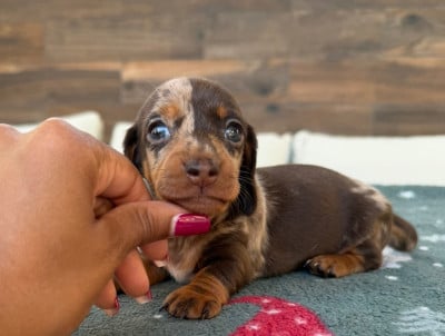 Les chiots de Teckel poil ras