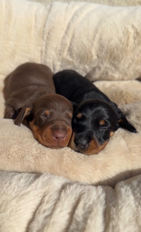 Teckel poil ras - Red Millions