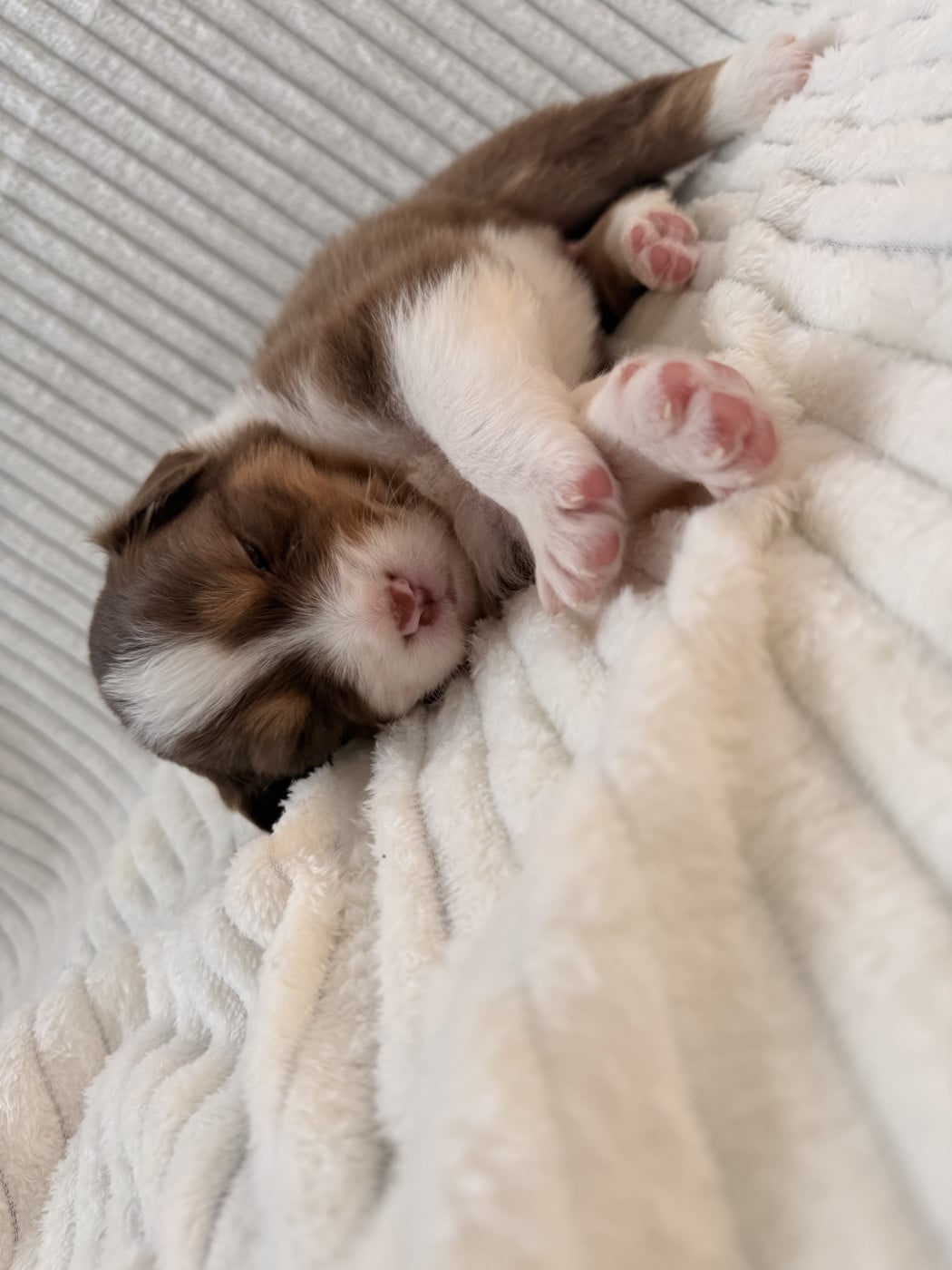 Berger Australien - (Sans Affixe)