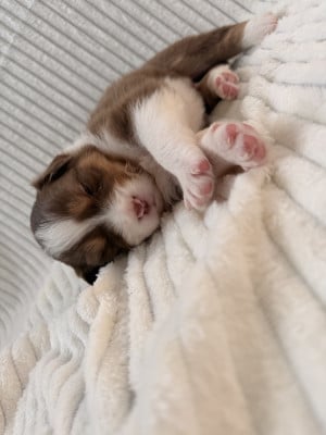 Les chiots de Berger Australien
