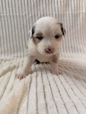 Les chiots de Berger Australien