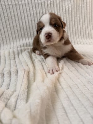 Les chiots de Berger Australien