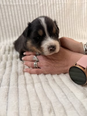 Les chiots de Berger Australien