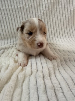 Les chiots de Berger Australien