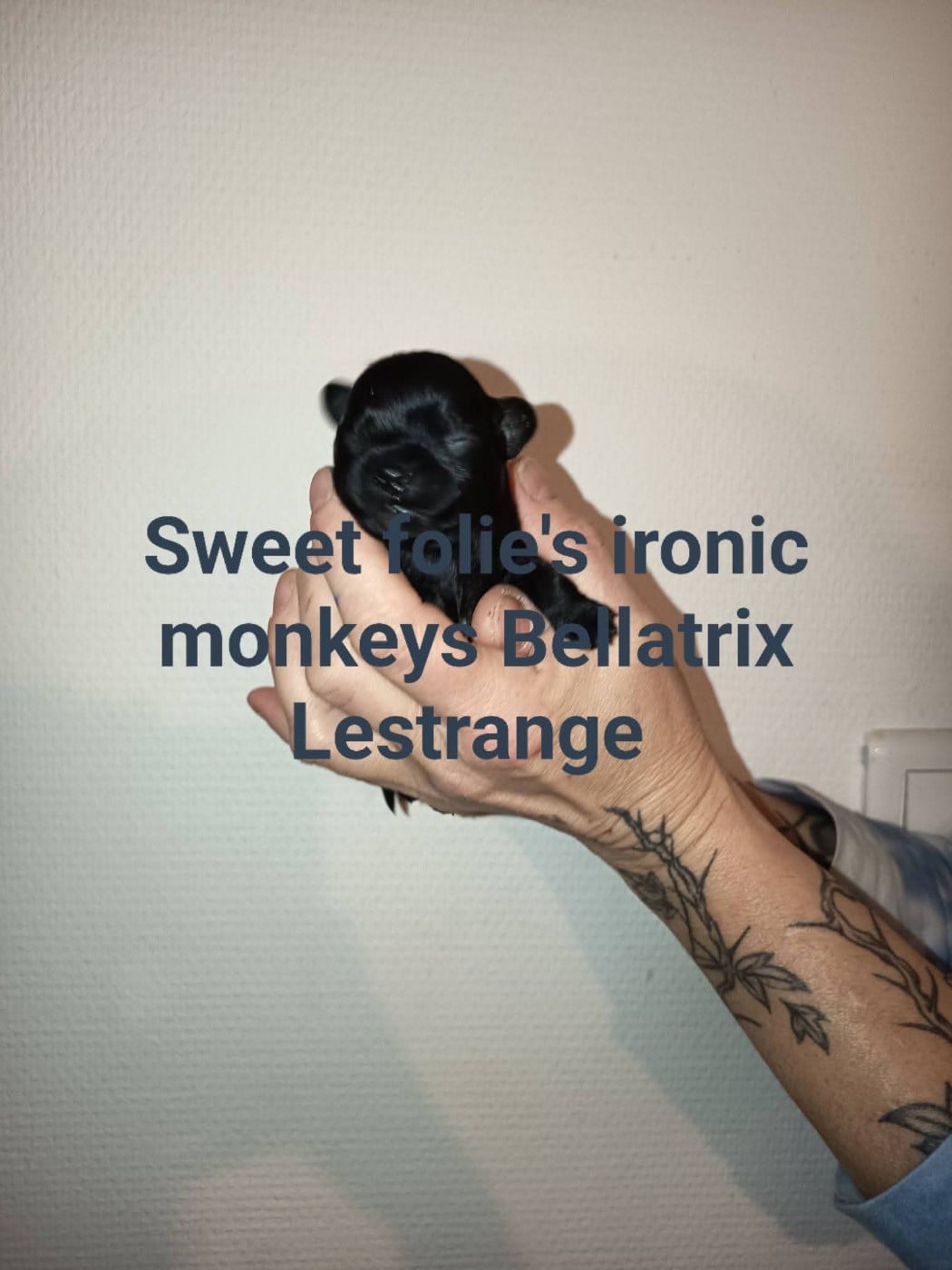 Affenpinscher - Sweet Folie's Ironic Monkeys