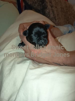 Les chiots de Affenpinscher