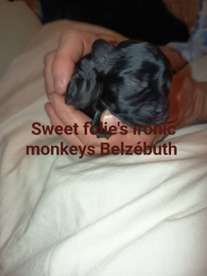 Les chiots de Affenpinscher