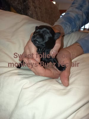 Les chiots de Affenpinscher