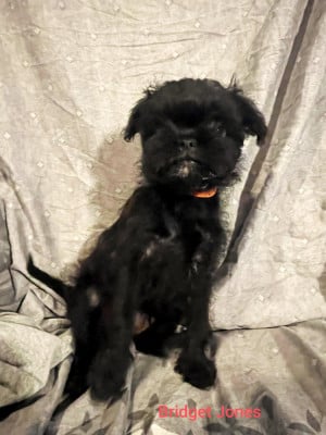 Les chiots de Affenpinscher