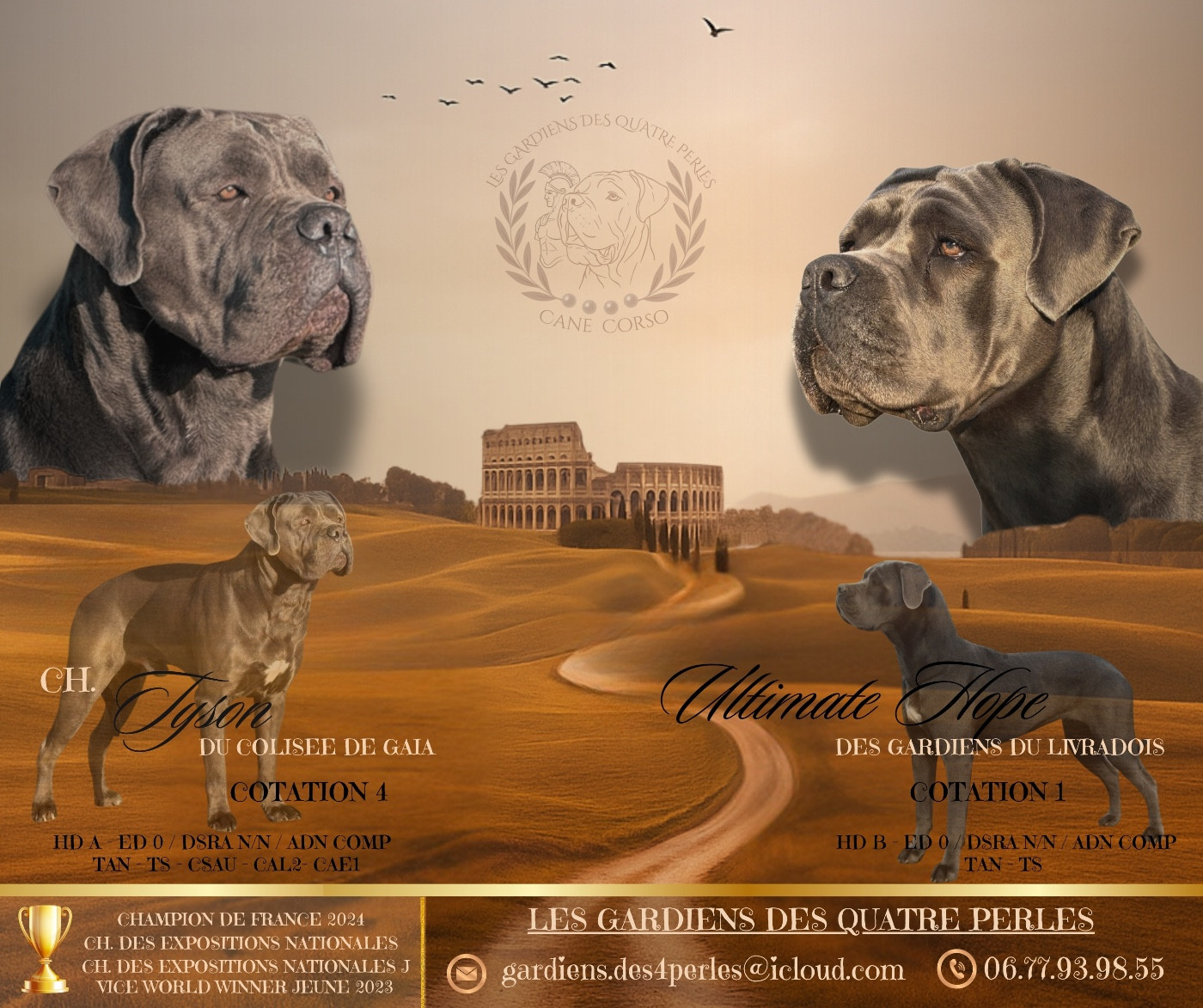 Cane Corso - Les Gardiens Des Quatre Perles
