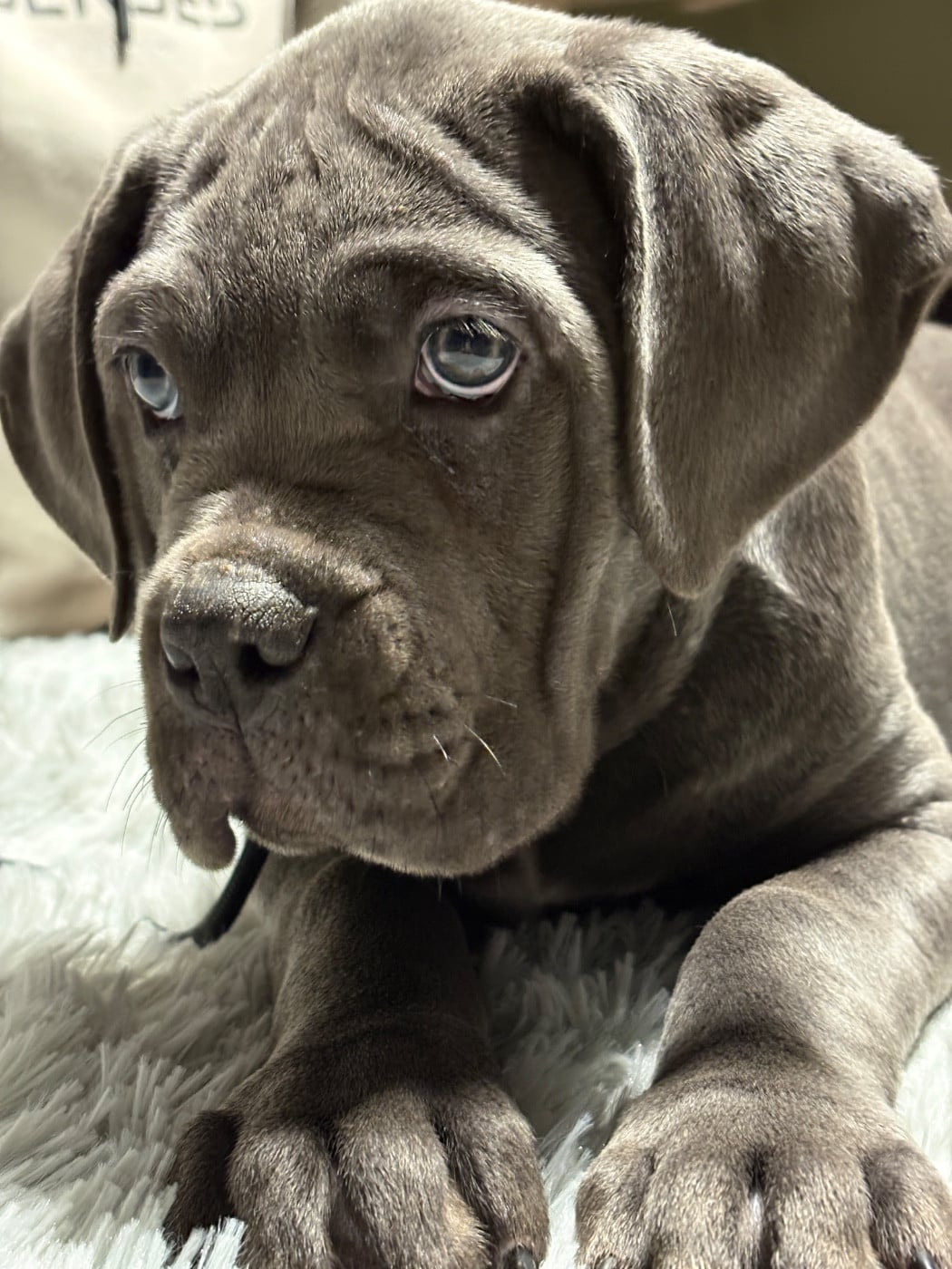Cane Corso - Les Gardiens Des Quatre Perles