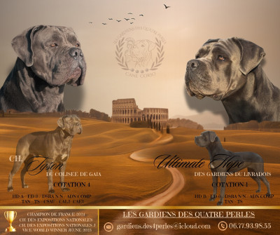 Les chiots de Cane Corso