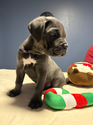 Les chiots de Cane Corso