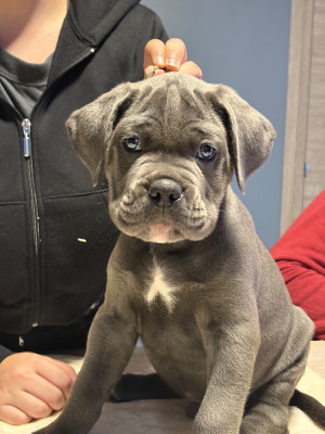 Les chiots de Cane Corso