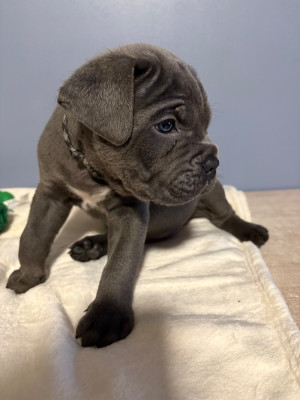 Les chiots de Cane Corso