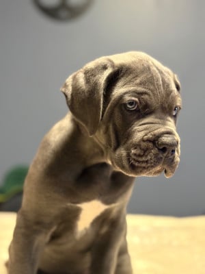 Les chiots de Cane Corso