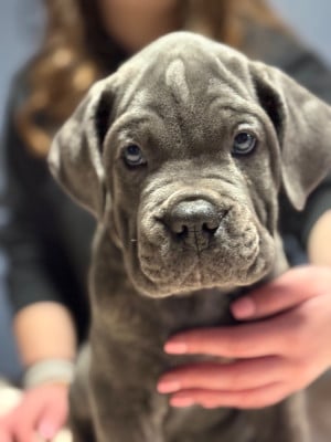 Les chiots de Cane Corso