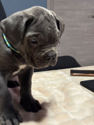 Les chiots de Cane Corso