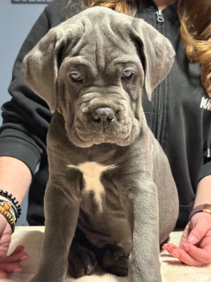 Les chiots de Cane Corso