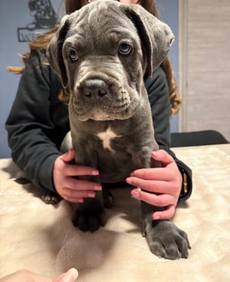 Les chiots de Cane Corso
