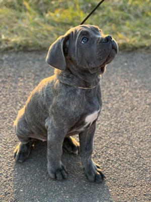 Les chiots de Cane Corso