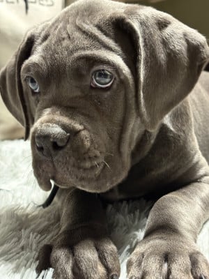 Les chiots de Cane Corso