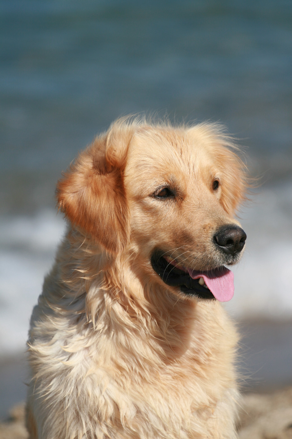 Oppi Du pays sauvage