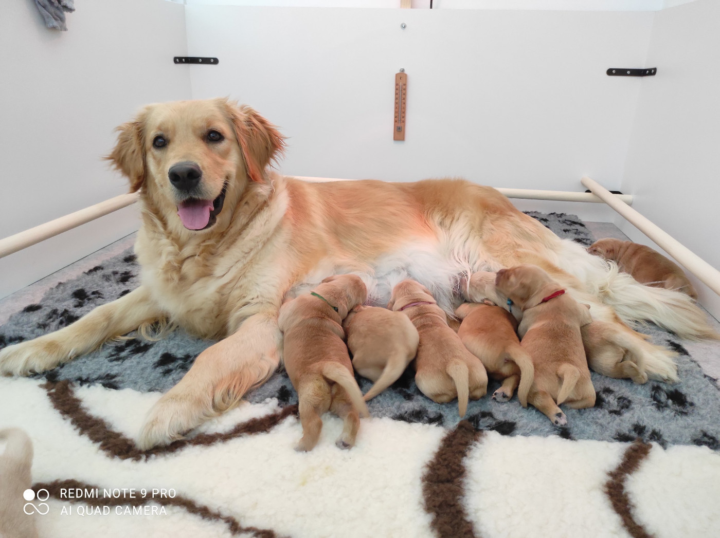 Oppi Du pays sauvage