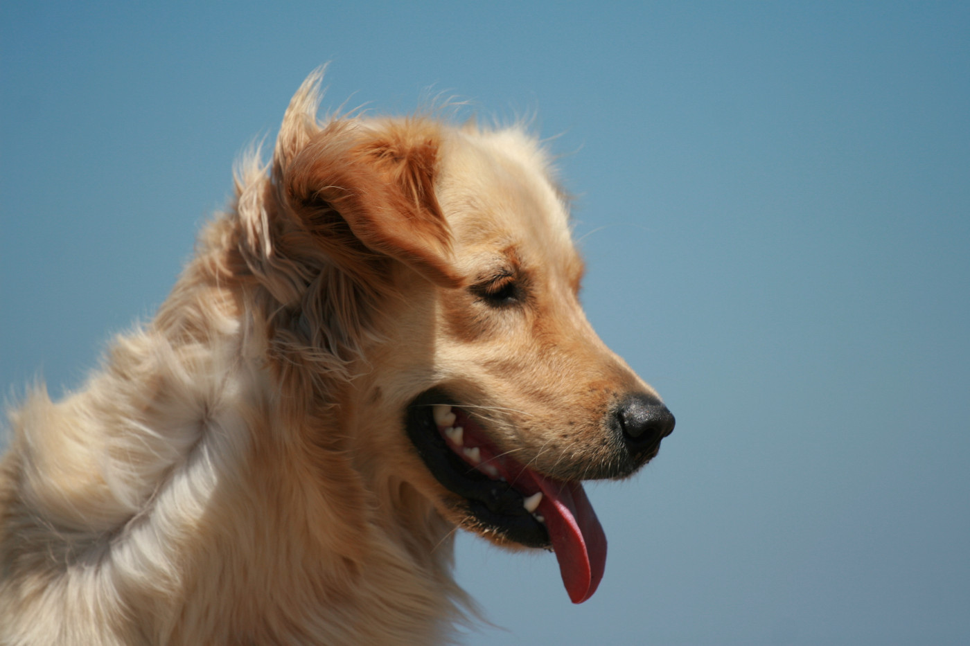 Oppi Du pays sauvage