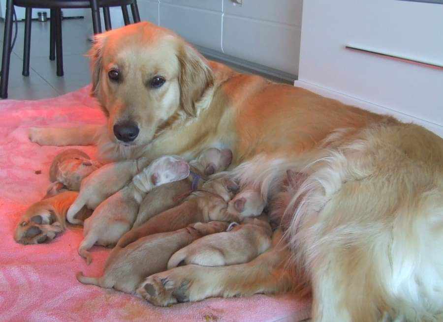 Oppi Du pays sauvage