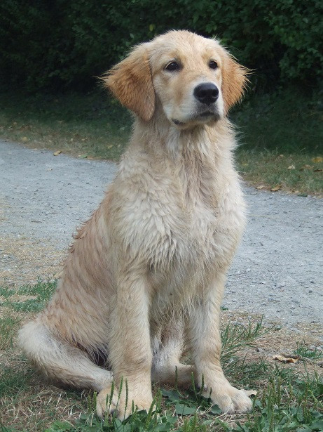 Oppi Du pays sauvage