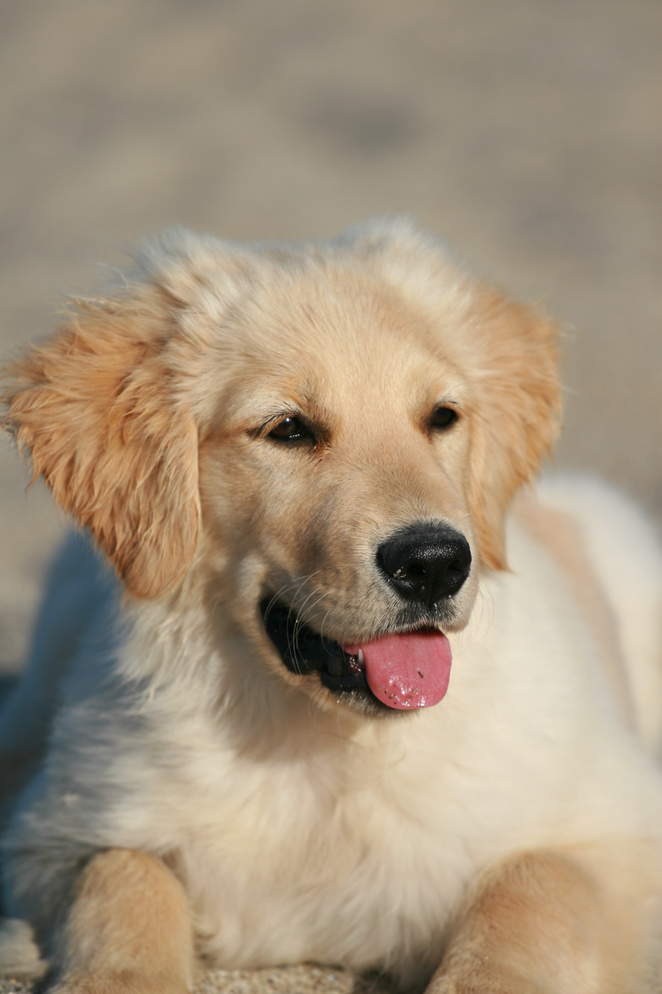 Oppi Du pays sauvage