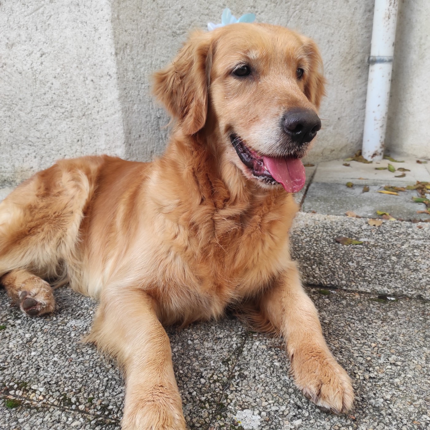 Publication : Du Bois Chenes Tauzains