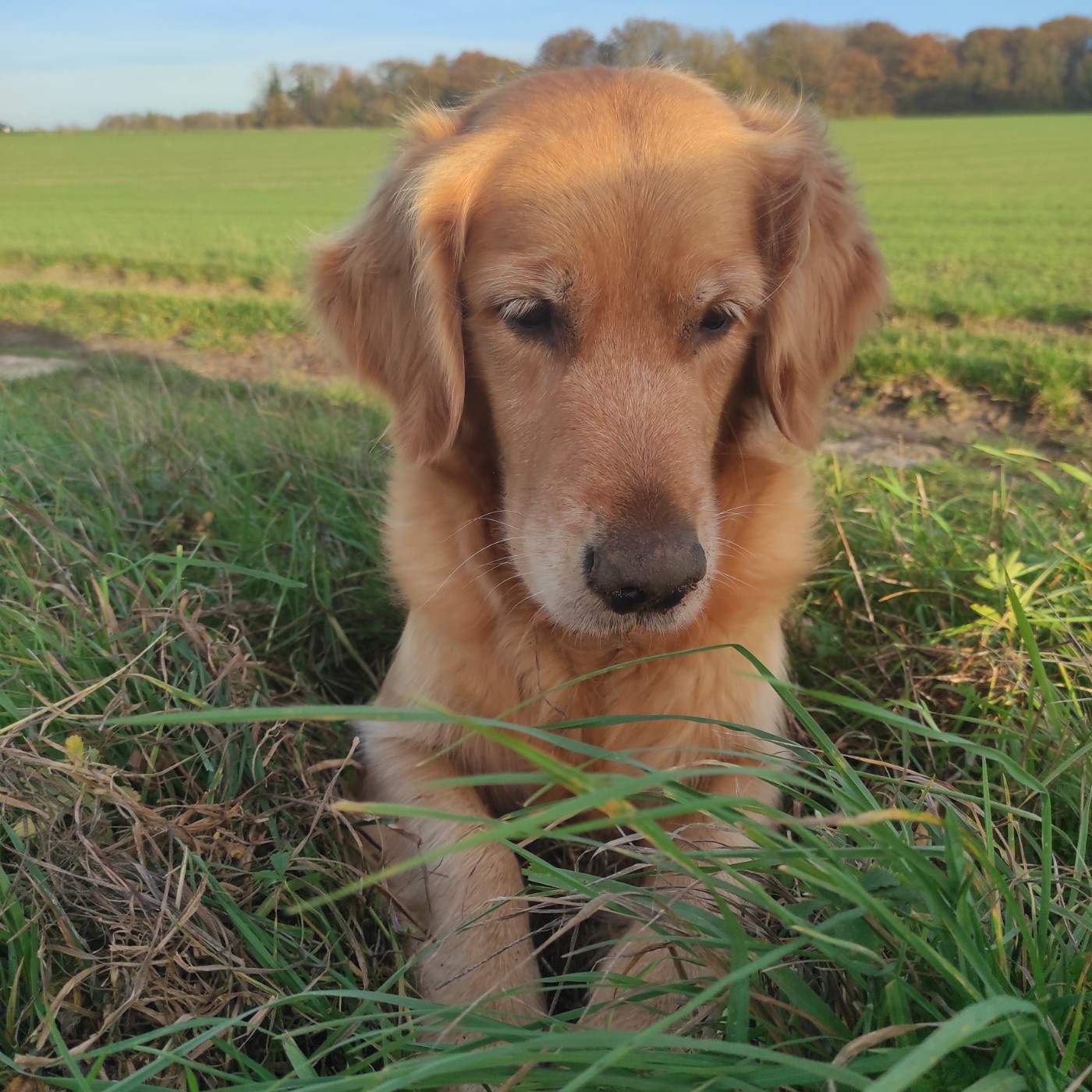 Publication : Du Bois Chenes Tauzains