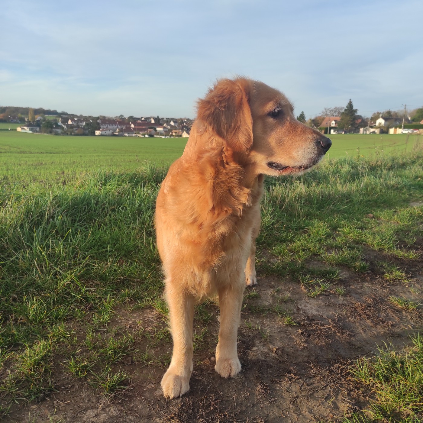 Publication : Du Bois Chenes Tauzains