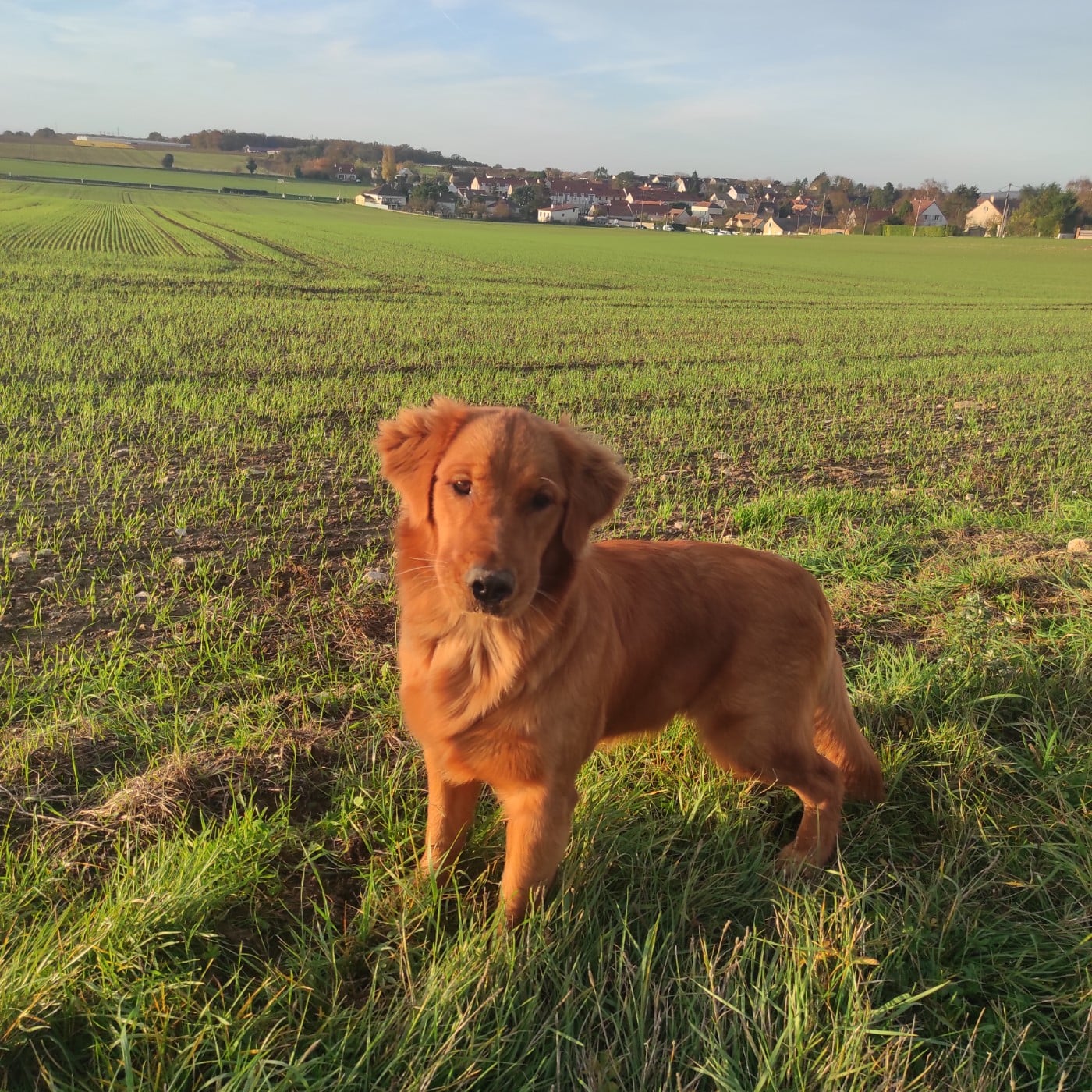 Publication : Du Bois Chenes Tauzains