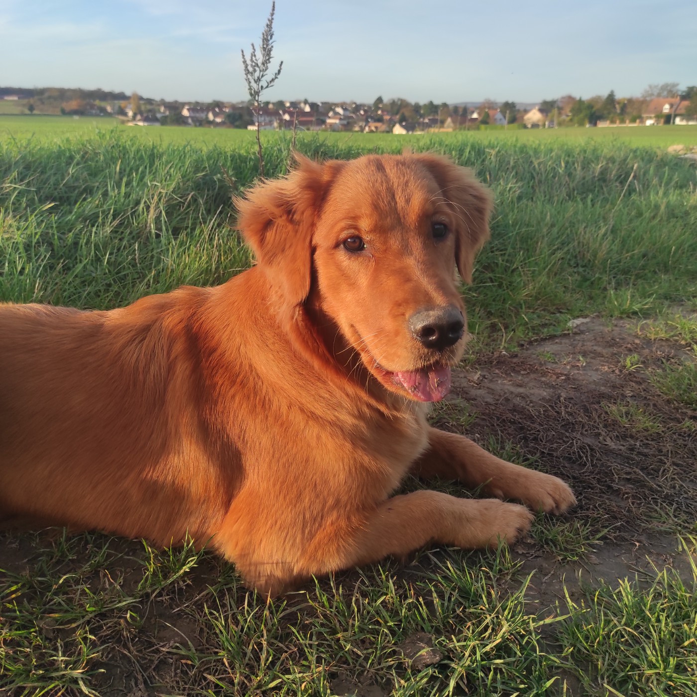 Publication : Du Bois Chenes Tauzains