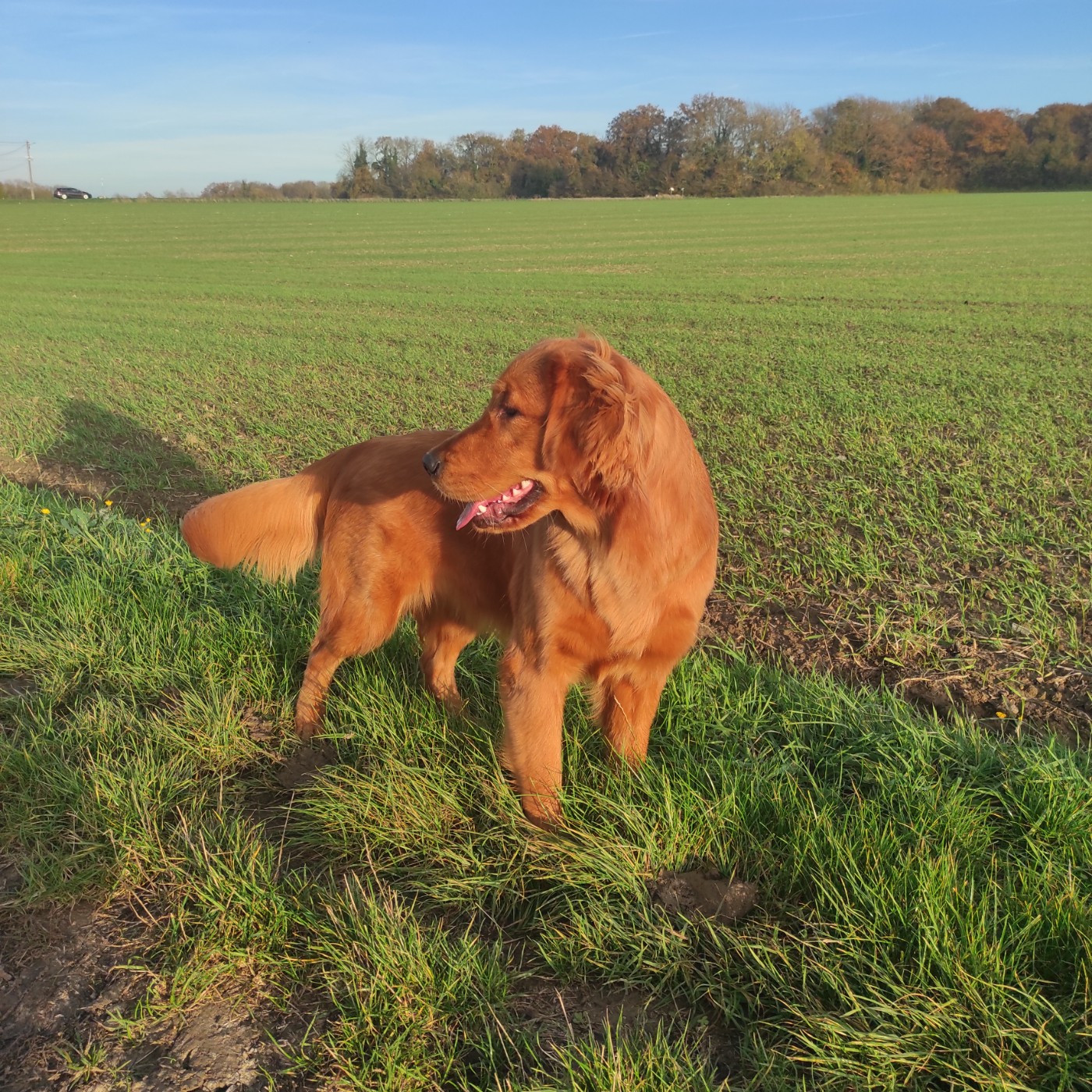 Publication : Du Bois Chenes Tauzains