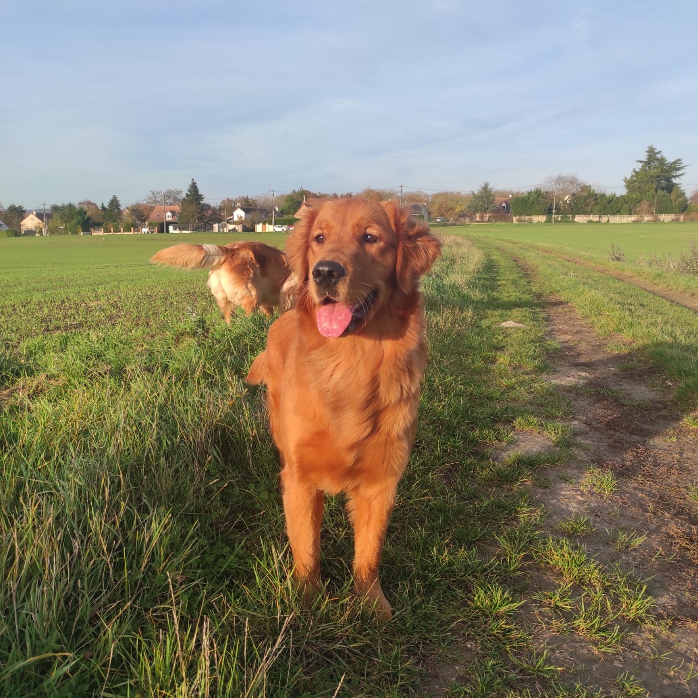 Publication : Du Bois Chenes Tauzains