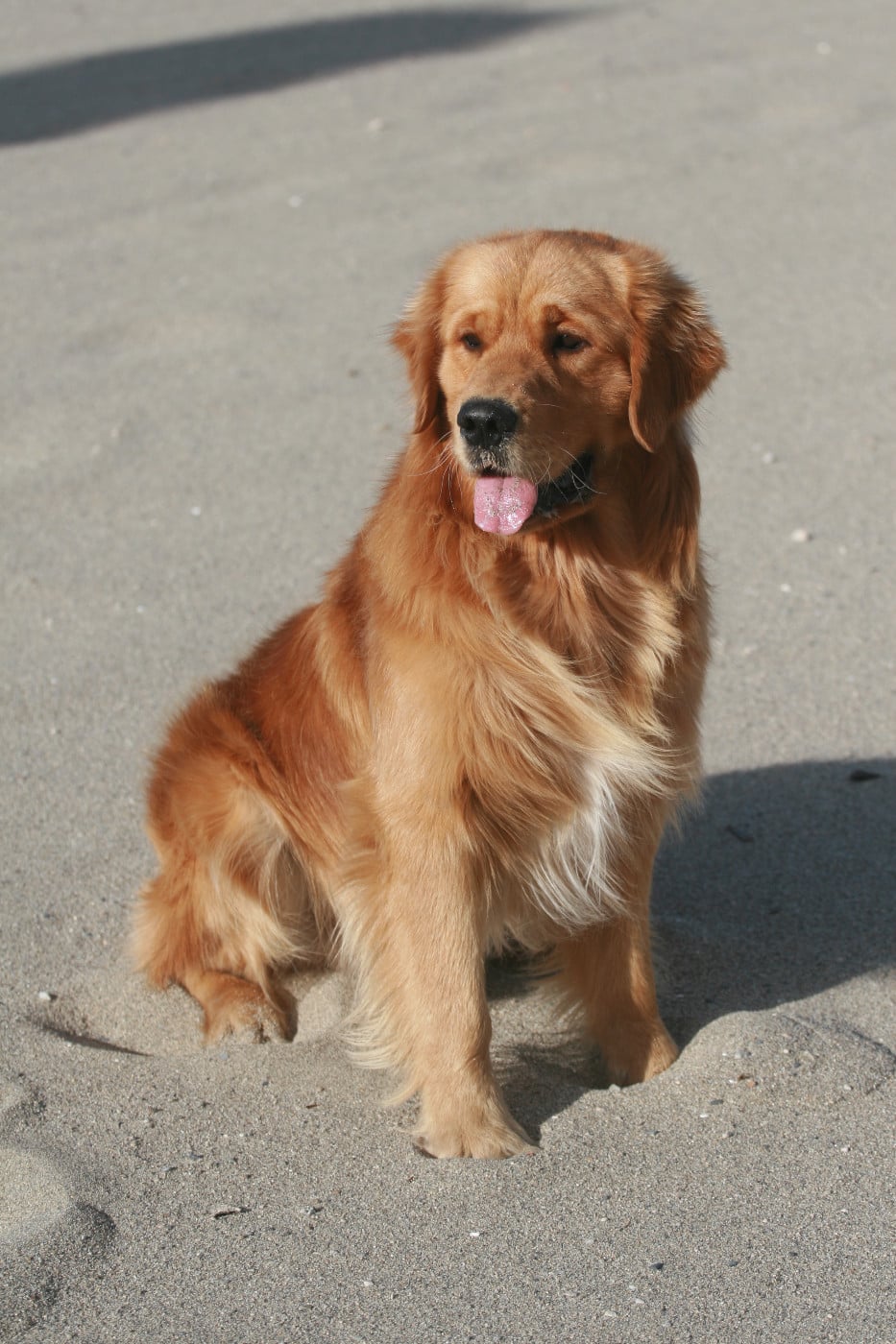 Publication : Du Bois Chenes Tauzains