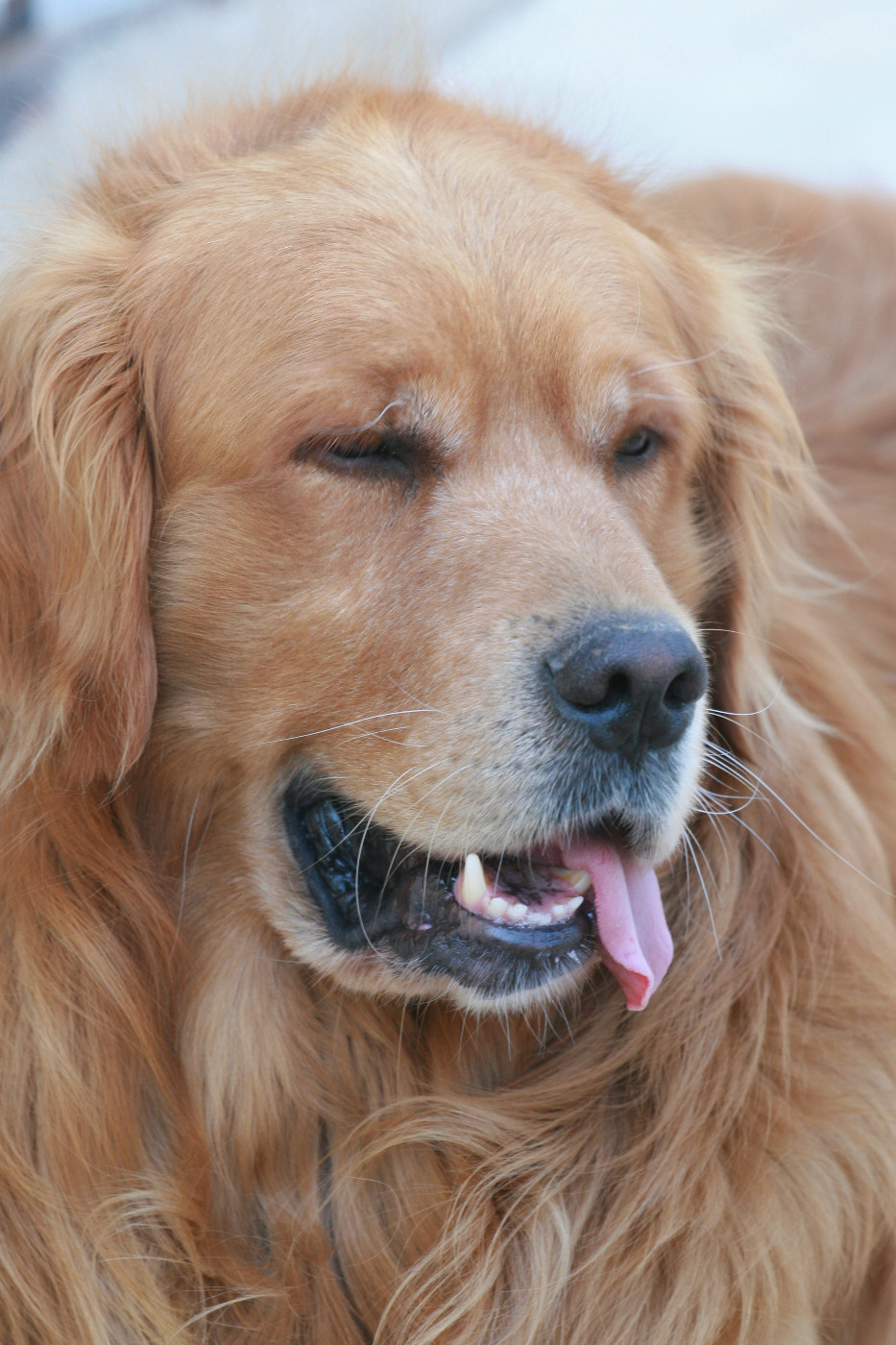 Publication : Du Bois Chenes Tauzains