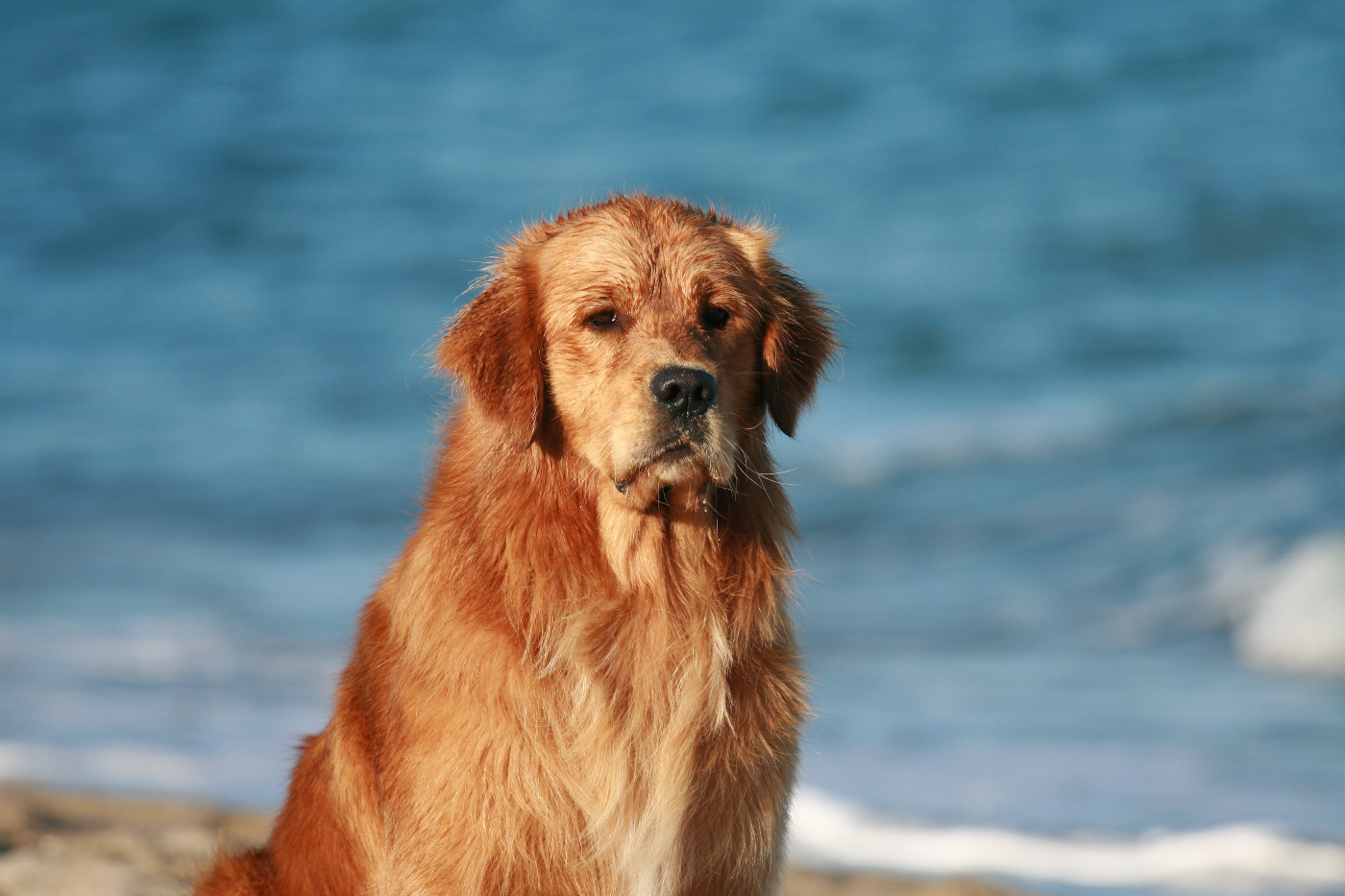 Publication : Du Bois Chenes Tauzains